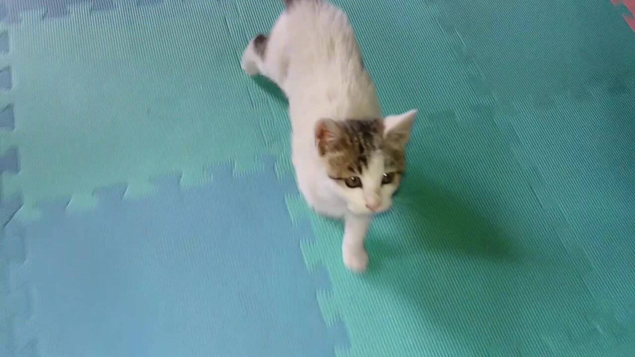 Listen to me~~ Meow.(53day old cat - part1)