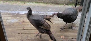 Grumpy turkey snaps at her friend