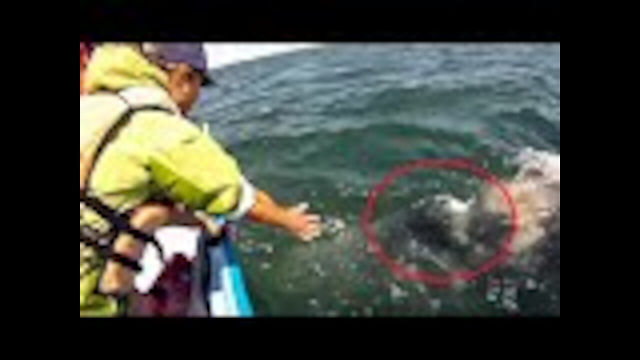This Woman Reached Into The Ocean When Suddenly Everyone Lunged To Her Side Of The Boat