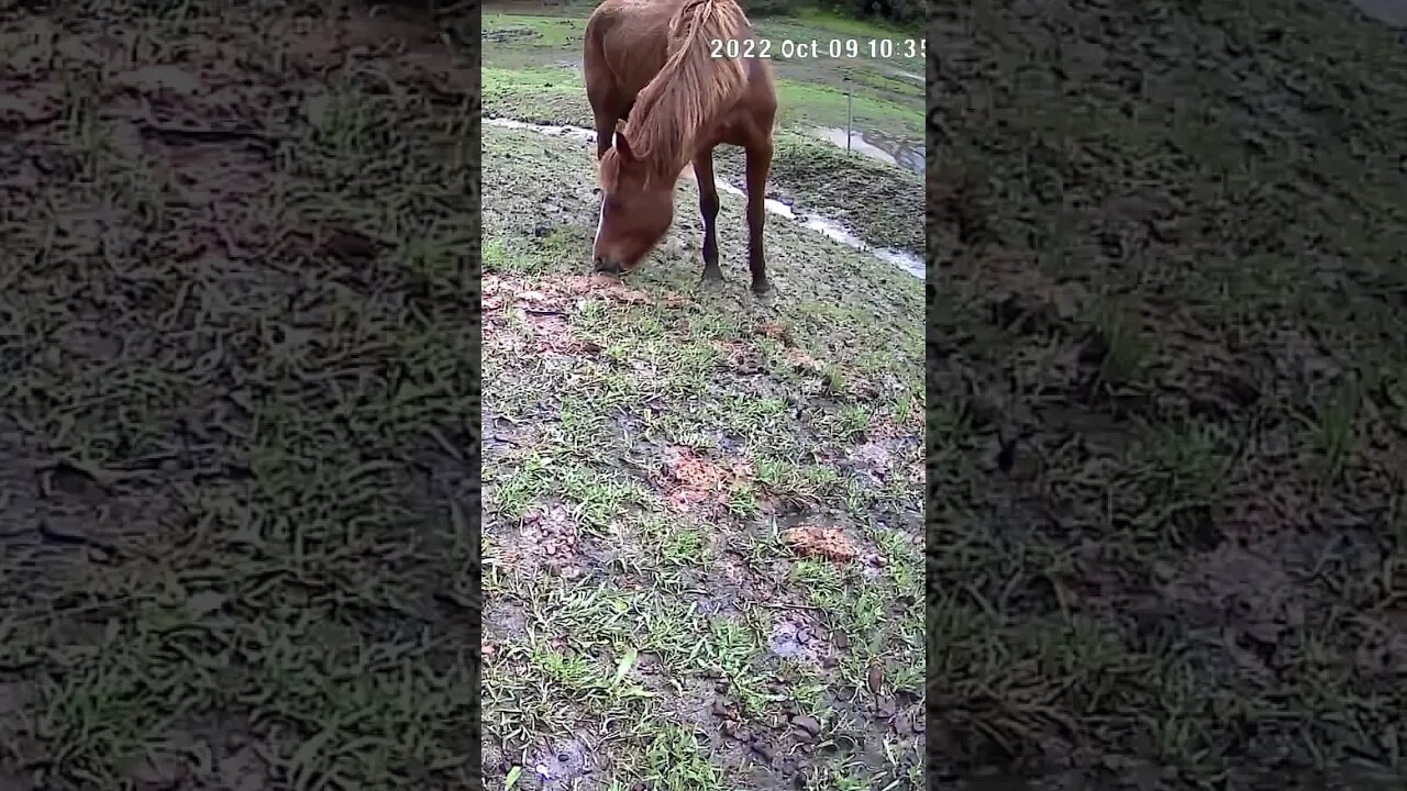 The secret lives of horses