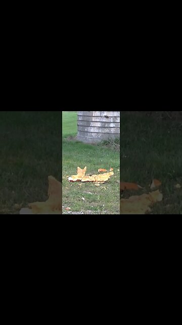 I Dropped a Pumpkin From a Silo