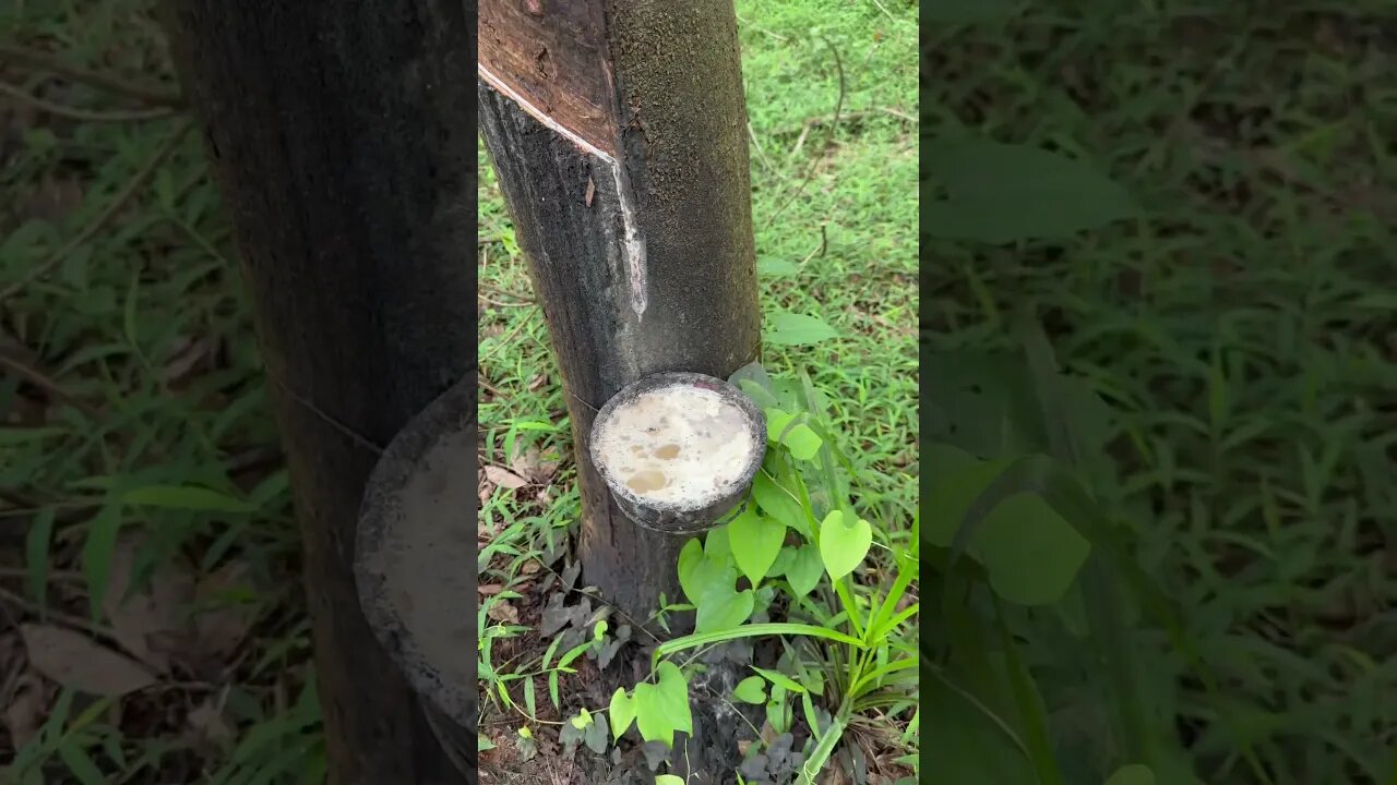 កៅស៊ូចូលទឹកភ្លៀង #nature #npk #agriculture