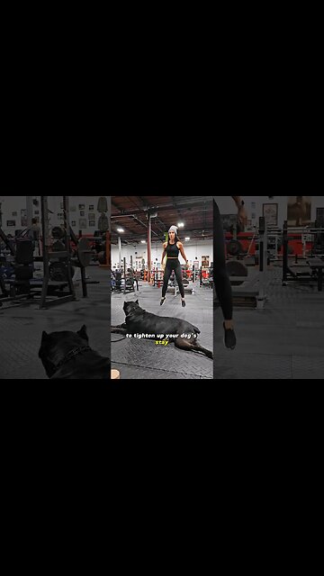 Doing weird things in front of my Cane Corso #shorts #canecorso #dog