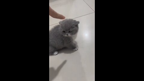 funny animals