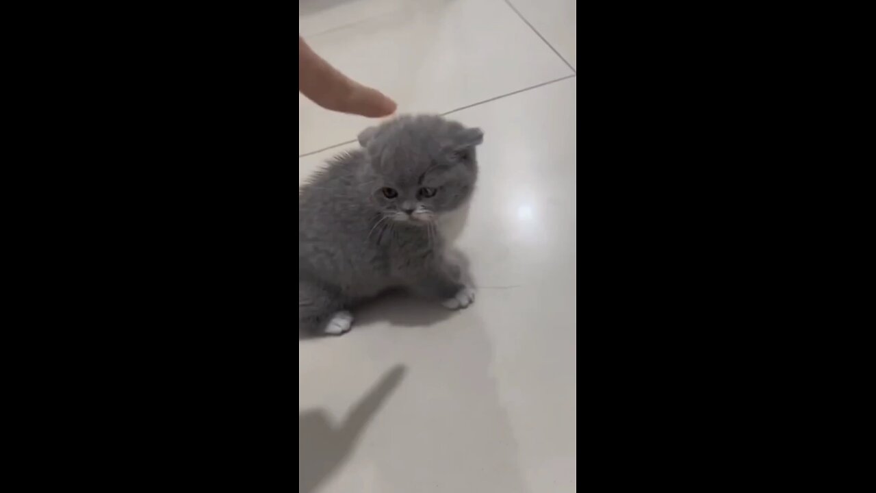 funny animals