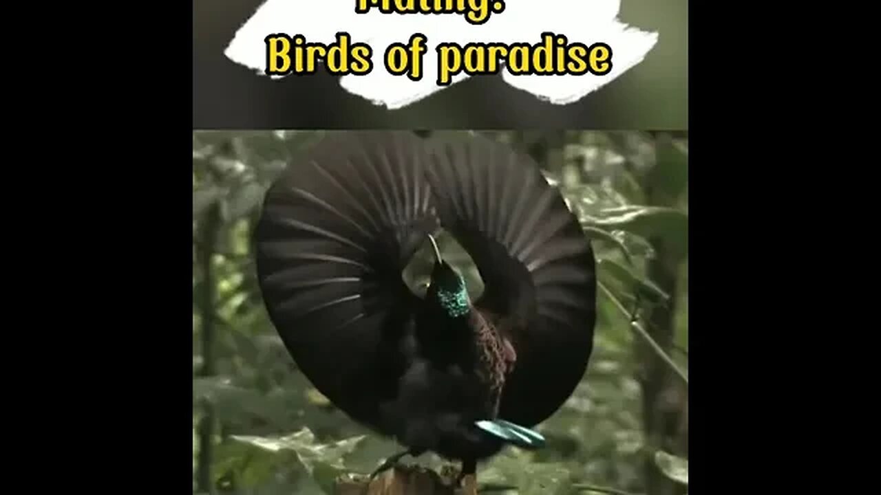 Mating: Birds of Paradise #shorts