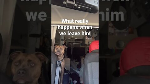 What really happens #shorts #dog #barking #funnyvideo