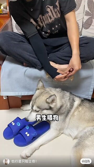 Funny Animals 6| Funny Animals Dog| Takamaga