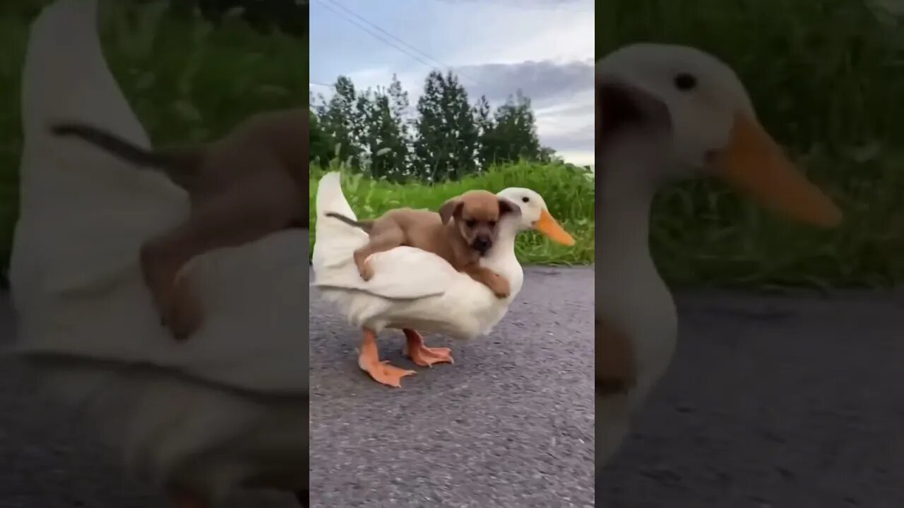 FUNNY AYO PUPPY ON A DUCK...#SHORTS