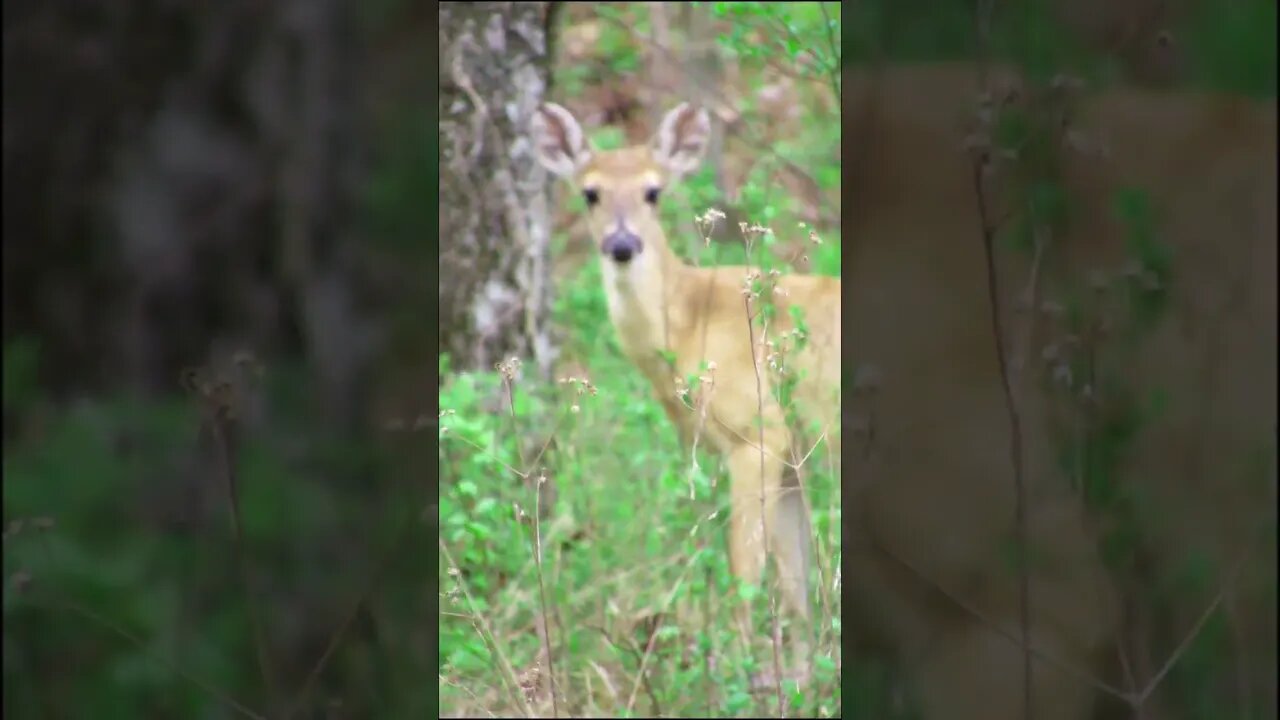 young deer