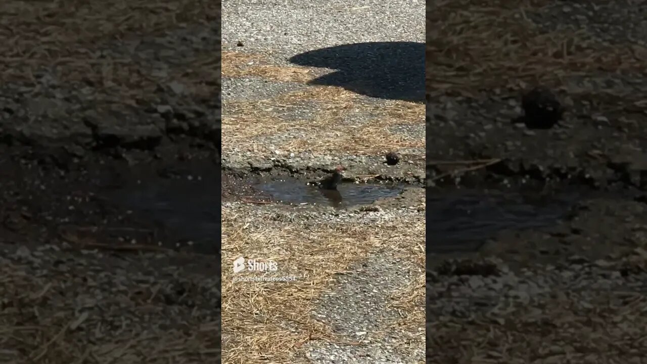 A refreshing moment: little bird finds the perfect hole to bathe.#shorts