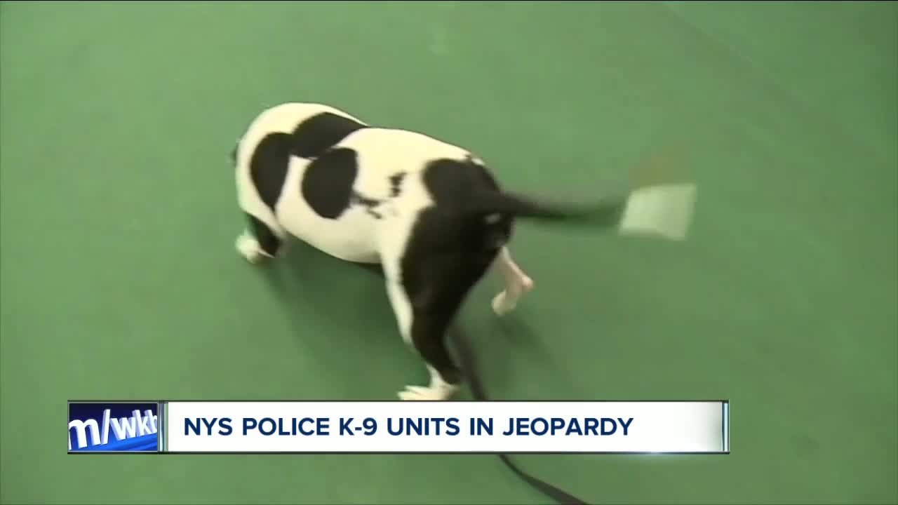 Expensive transition for police K-9 Departments with marijuana