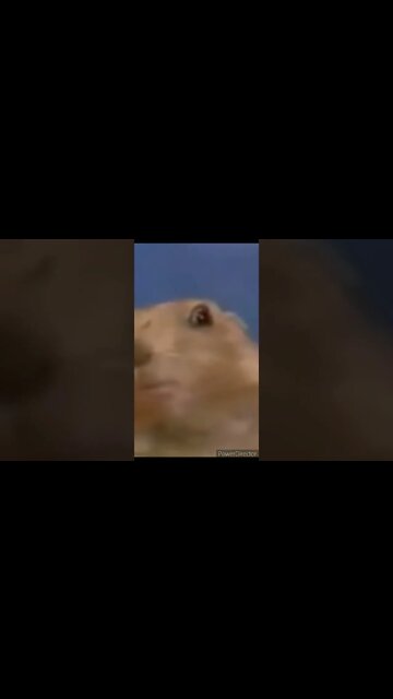 THE DRAMATIC HAMSTER