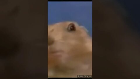 THE DRAMATIC HAMSTER