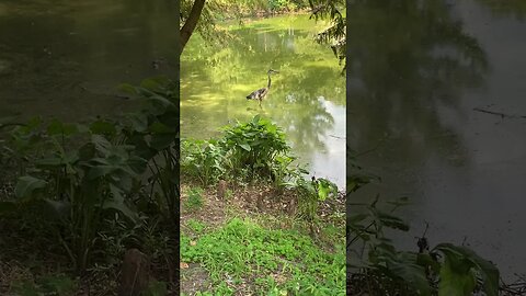 Blue Heron Up Close