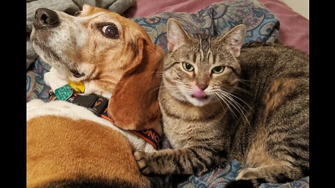 Cat and Dog funny