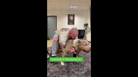 Animals Chiropractic