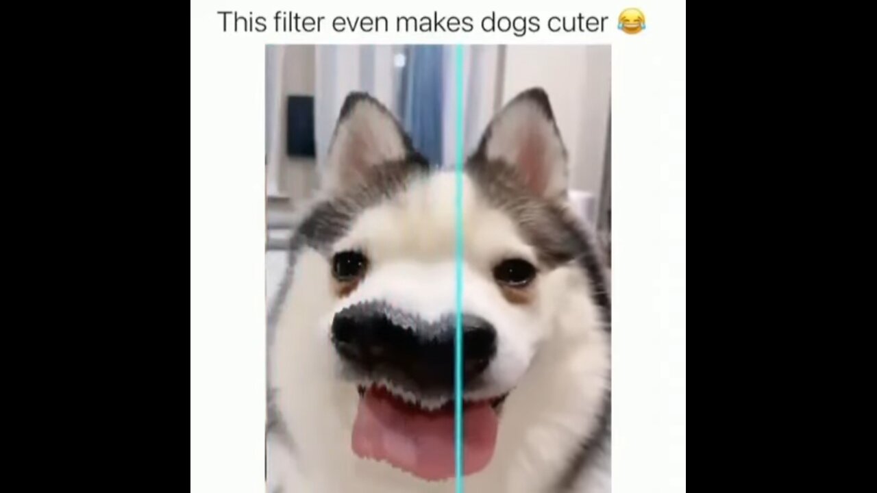 funny dogs 😂