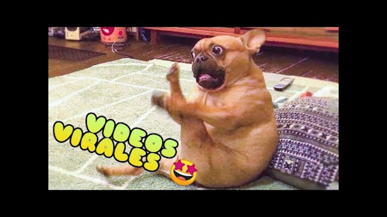 Videos De Risa 2021 nuevos 😂 Animales Graciosos -Gatos y Perros Chistosos #1/ Funny Cats Compilation