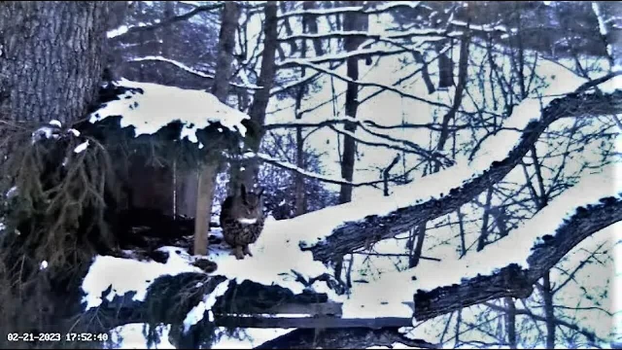 Male Eagle Owl Visits Nest 🦉 02/21/23 17:34