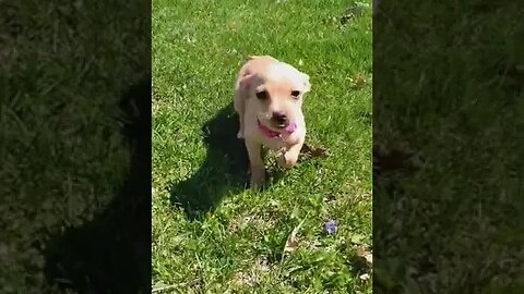 Miley enjoying the sunshine #puppy #youtubeshorts #nature