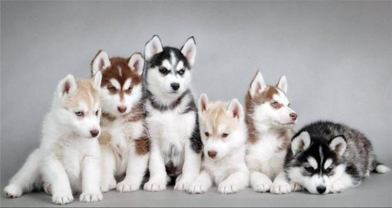 White husky puppie