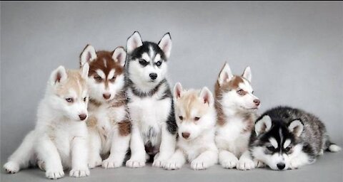 White husky puppie