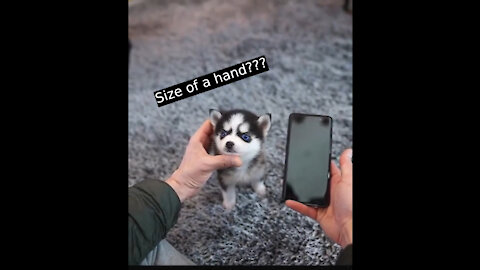 Tiny Huskey Puppy!!! (Size of a hand??!)!!!