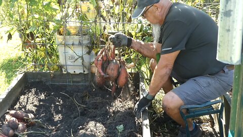 SWEET POTATOES (The story)