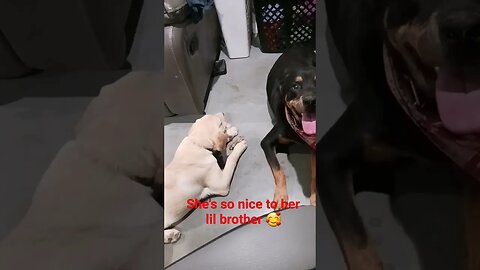 polite conflict between canine siblings