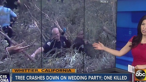 Tree crashes down on wedding party killing one person