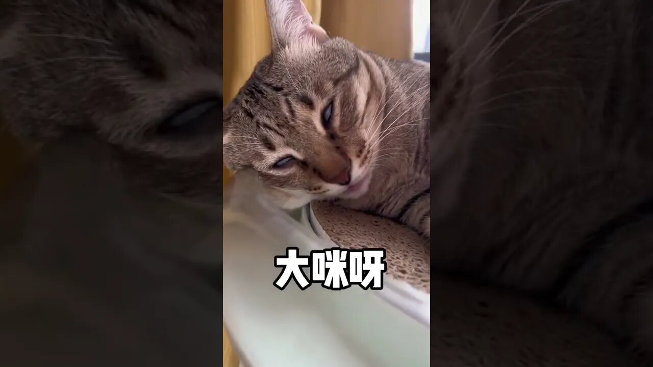 Have you ever seen a cat sleeping with its eyes open你们见过睁着眼睛睡觉的猫咪吗