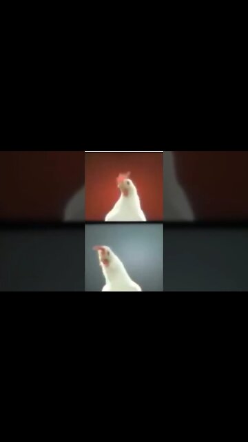 Techno Chicken #pets #funny #shorts