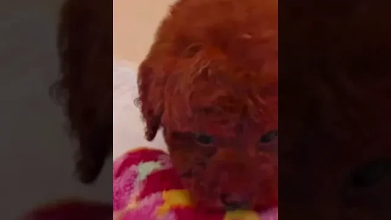 Funniest Cat and Dog Videos Compilation