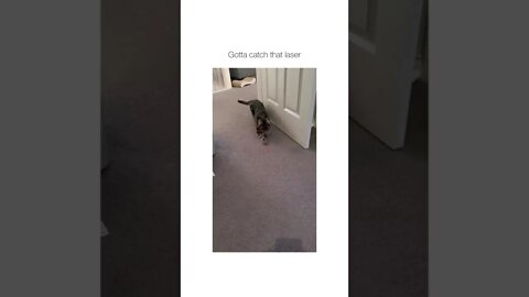 Cat zoomies 😂 #shorts #shortsvideo #fy #fyp #notmine #funny #cat #cats