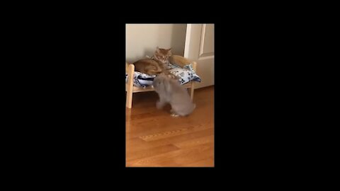 Chubby Cat Doesn't Want to Chill With His Bunny Brother