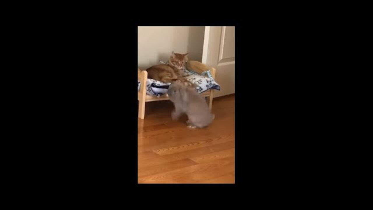 Chubby Cat Doesn't Want to Chill With His Bunny Brother