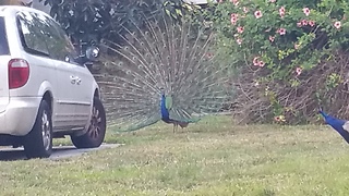 Peacock on Roof