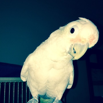 Gizmo the cockatoo meets the dogs