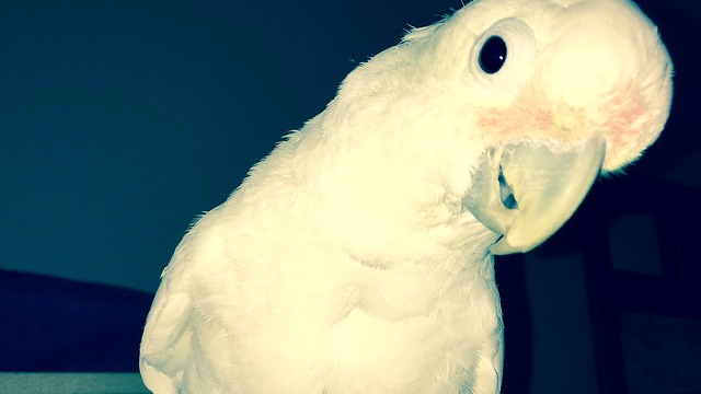 Gizmo the cockatoo meets the dogs