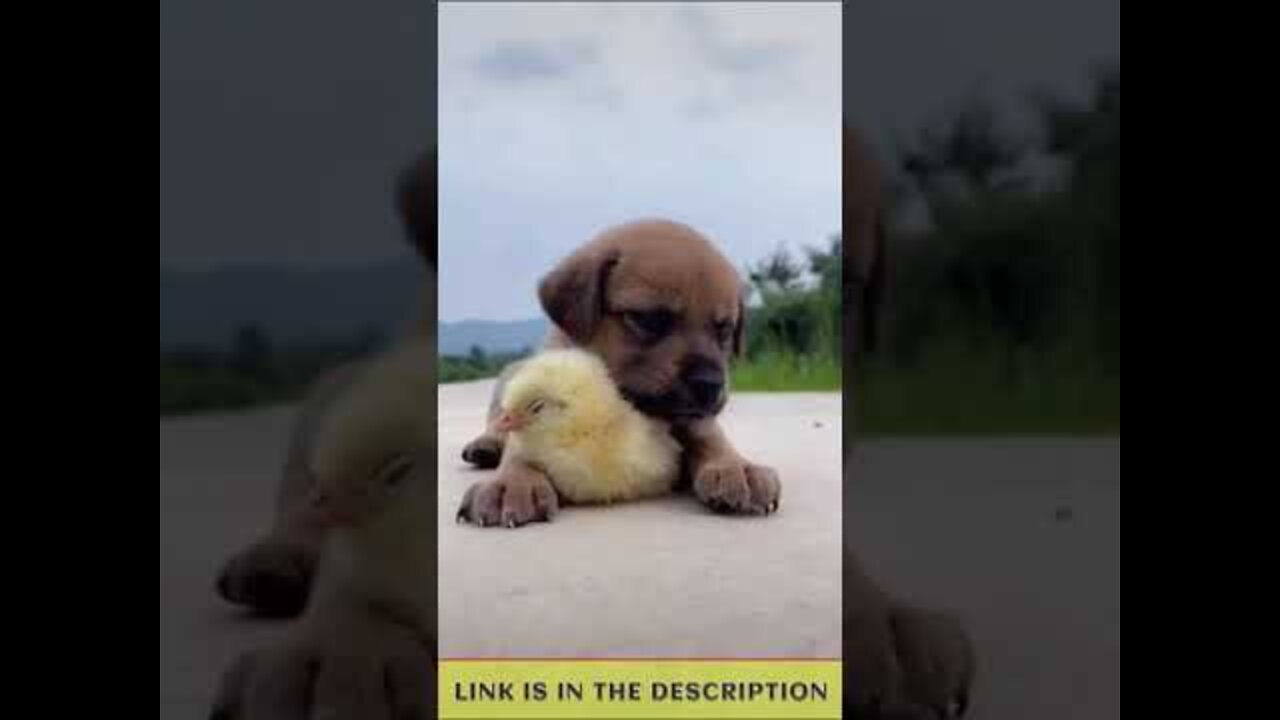 Try Not To Laugh | Funny Dogs Videos Compilation | Adorable Dogs 😍 #dog #pets #shorts 🐶
