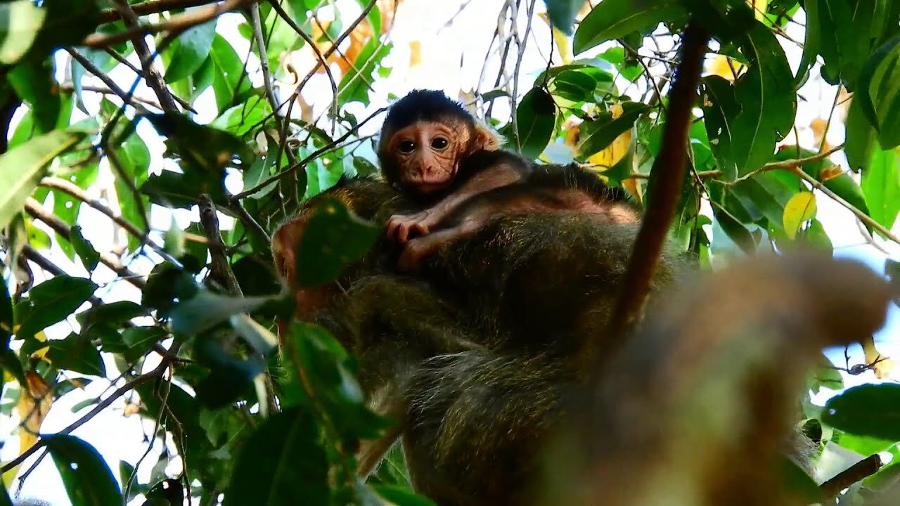 Monkey videos 002/ how the macaque monkeys care their baby??