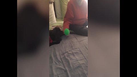 Pup's Reaction to Toy Ball is Amazing