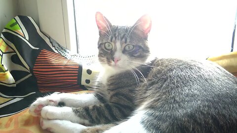 Purring Cat Makes Biscuits in the Air