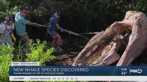 New species of whale in Mexico