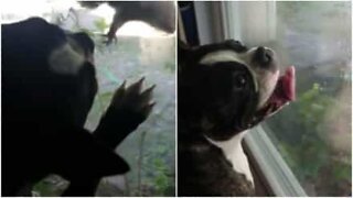 This dog loves watching squirrels from the window