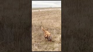 Golden Retriever Retrieving a Rooster Pheasant #shorts #goldenretriever #pheasanthunting