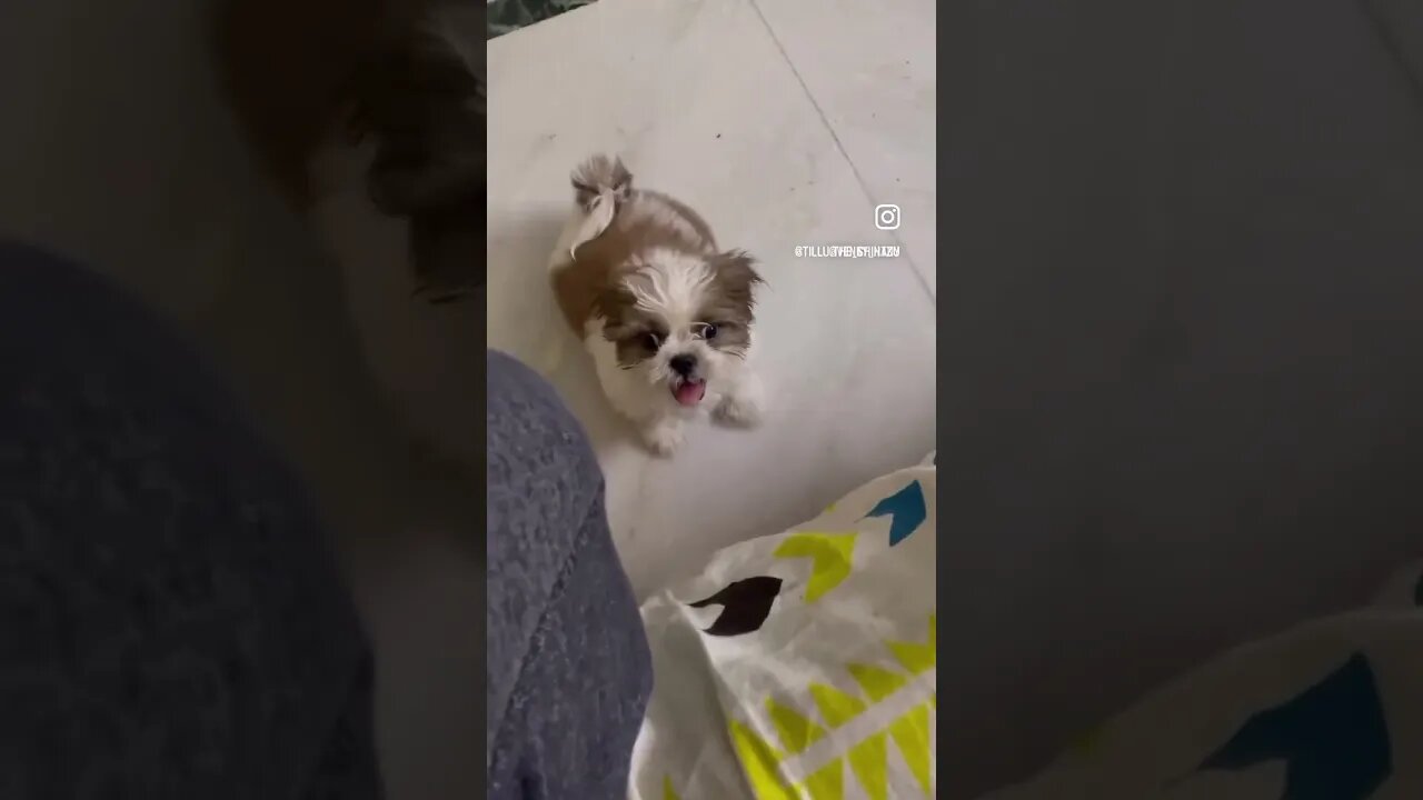 Pottodu…….#dog #shorts #fun #doglover #cute #shihtzu #reels #funny #ytshorts #trending