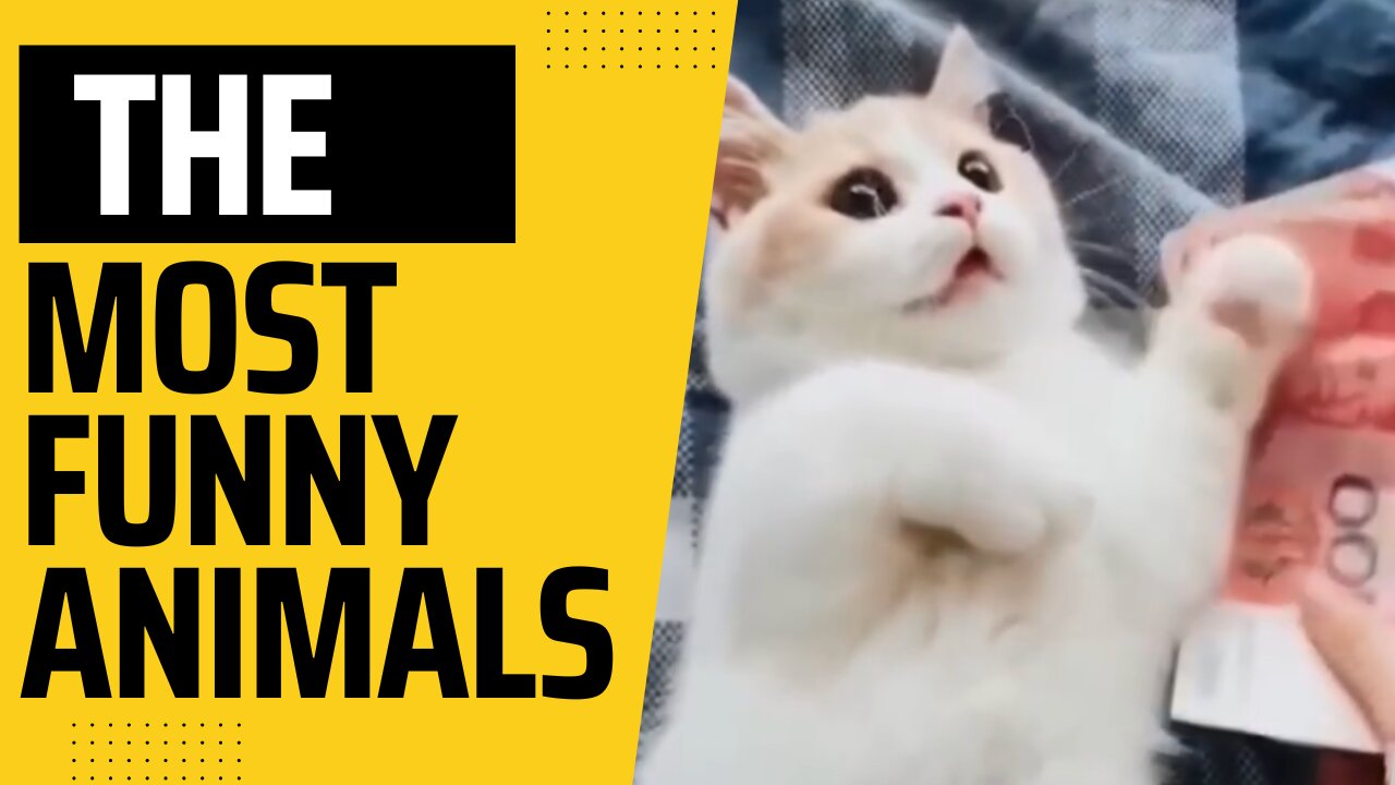 Cute Pets And Funny Animals Compilation | Funny cats and dog video | Funny video