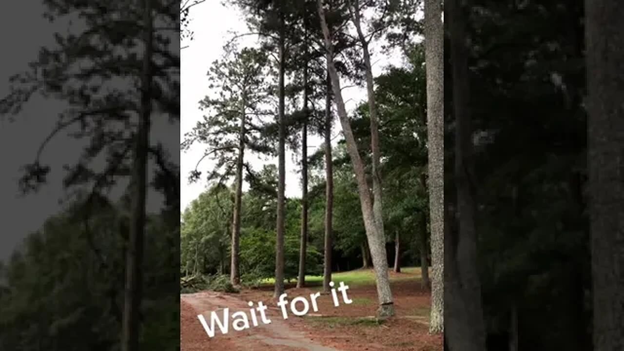 Domino Tree Tiktok bushwhackin ben